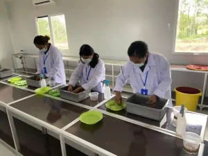 Tissue Culture